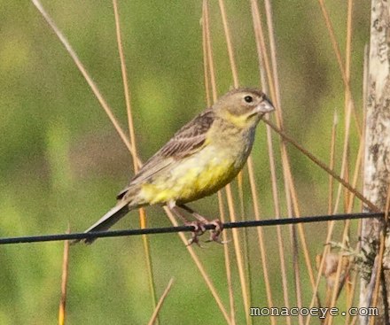 Misto Yellow Finch - Sicalis luteiventris